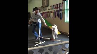 Teaching Labradoodles Agility [upl. by Dlared]