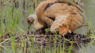 Sandhill Crane Nest Day 3  Second Hatch [upl. by Alicul148]