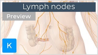 Lymph nodes definition and function preview  Human Anatomy  Kenhub [upl. by Ikkela]