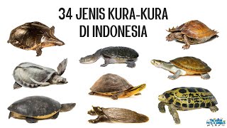 34 Jenis Kurakura di Indonesia [upl. by Ecnerual]