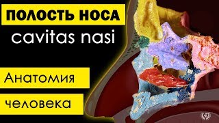 Полость носа cavitas nasalis 💀  Анатомия человека субтитры латынь✅ [upl. by Paynter]