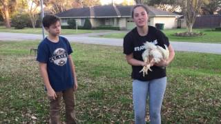 Broiler Chickens Choosing Your Show Pen [upl. by Anayek]