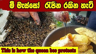 This is how the queen bee protects  Bee colony  මී මැසි පාලනය  මී පැණි  BEE  lakshitha vlogs [upl. by Elbart]