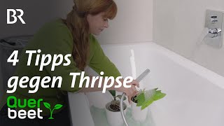 4 Tipps gegen Thripse  Tipps von Sabrina [upl. by Saihttam392]