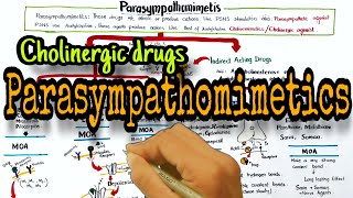 Cholinergic drugs Parasympathomimetics classification and mechanism of action [upl. by Natika333]