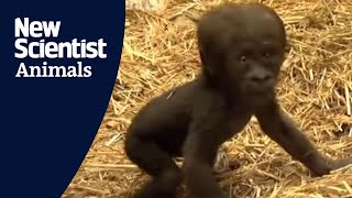 Baby gorilla takes first steps [upl. by Atsirt]