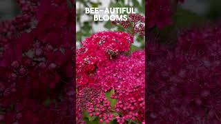 Beeautiful Blooms on Double Play Doozie Spirea spirea gardening garden shrubs provenwinners [upl. by Lerraj]