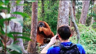 A HUGE orangutan interrupted our trek Sumatra Jungle Trek DAY 2 [upl. by Eetnom984]