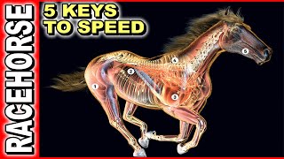 5 Keys To Race Horse Speed [upl. by Gnuhn]