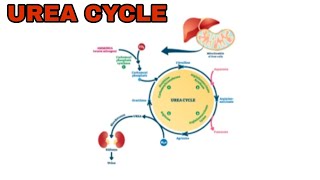 UREA CYCLE  ORNITHINE CYCLE  TS SET ONLINE COACHING  COMPLETE ZOOLOGY [upl. by Ehcrop643]