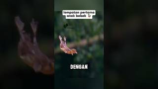 Langkah Pertama Menuju Dunia Cerita Anak Bebek animals faktaunik [upl. by Oterol726]