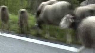 Transhumance des moutons dans les Pyrénées alentours de Gavarnie [upl. by Andel]