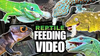 FEEDING MY PET REPTILES 38 SILKWORMS LIZARDS TURTLES FROGS AND MORE SILKWORM FEEDING VIDEO [upl. by Eneleahs]