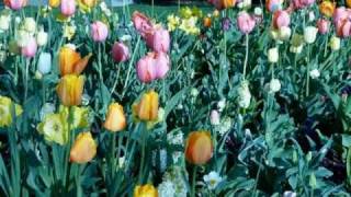 NICK LUCAS  Tiptoe Through the Tulips Original 1929 Hit [upl. by Naresh]