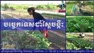 How to plan Cabbage របៀបដាំស្ពៃចង្កឹះ [upl. by Ula]