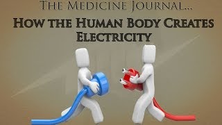 How the Human Body Creates Electricity [upl. by Isawk]