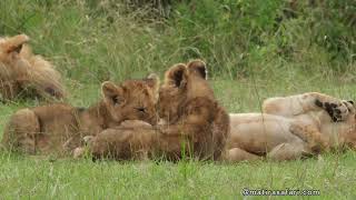 Rekero Lionpride chilling with small cubs  Matira Safari Maasai Mara [upl. by Donegan320]