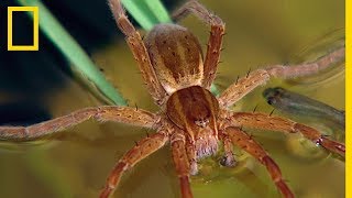 Les techniques dattaque des araignées Dolomèdes coréennes [upl. by Yeta486]