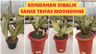 KEINDAHAN DIBALIK SANSE TRIFAS MOONSHINEKeunikansansevieria [upl. by Priebe]