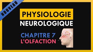 Physiologie Neurologique  Chapitre 7  Lolfaction [upl. by Rica434]