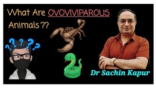 WHAT ARE OVOVIVIPAROUS ANIMALS [upl. by Krall658]