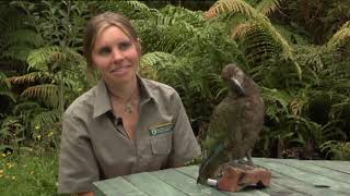 Meet the Locals Kea [upl. by Langelo]