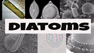 What are Diatoms [upl. by Tnecillim702]