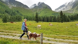 Kuhangriffe beim Wandern ORF Kärnten heute [upl. by Ailam860]