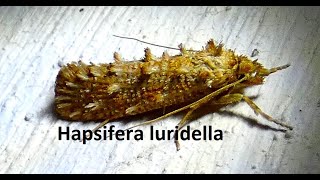 Hapsifera luridella by Theo [upl. by Gemperle130]