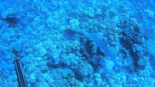 Spearfishing FAKARAVA 2014 [upl. by Zeena348]