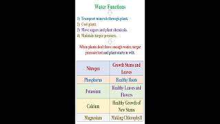 Water and Nutrient Minerals Functions for Plants geneticteacher [upl. by Meibers183]