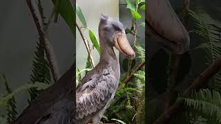 Meet the SHOEBILL STORK Often Reffered to As the Living [upl. by Teryn]