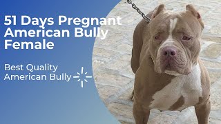 51 Days PregnantAmericanBullyfemale [upl. by Mauralia214]