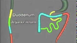 Folding of the Gastrointestinal tract [upl. by Lindahl]