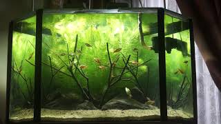 Simple Layout using Undemanding plants  Ceratophyllum demersum Foxtail by Danushka Heenkenda [upl. by Morez19]