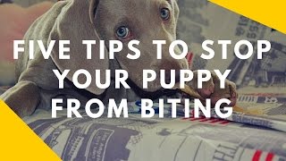 Five Tips To Stop Your Puppy From Biting You [upl. by Diantha]