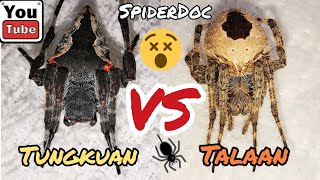 New Species Battle TUNGKUAN vs TALAAN Gensan Spider Fight Demonyong Gagamba [upl. by Uta]