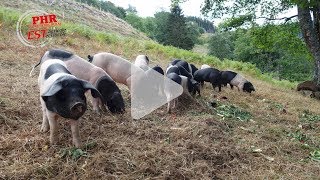 Ferme de fougères  diversification avec des cochons en plein air [upl. by Nimajnab662]