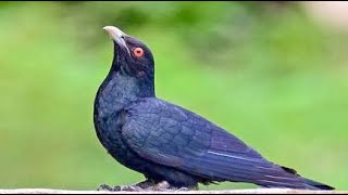 Asian koel Eudynamys scolopaceus sound  call  song [upl. by Celina]