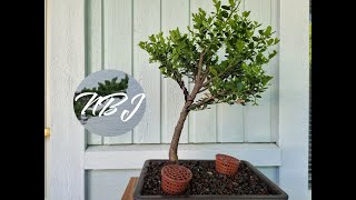 Pruning and Potting a Japanese Holly Bonsai [upl. by Adah]