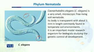 Phylum Nematoda  Biodiversity amp EvolutionII  BT201Topic040 [upl. by Anawd]