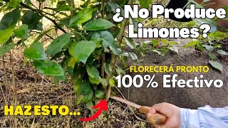 Por esta razón tu planta de cítrico 🍋 NO CRECE NI PRODUCE FRUTOS debes actuar ya [upl. by Randal]