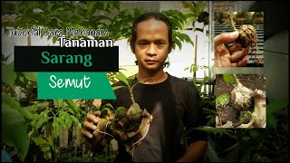 Tutorial Bagaimana Cara Menanam Tanaman Sarang Semut pada Pot  Myrmecodia tuberosa [upl. by Dennie]