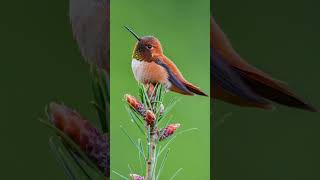 Longest migratory hummingbird shorts Rufous hummingbird [upl. by Chavaree]