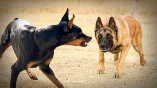 Malinois VS Doberman [upl. by Dorraj]