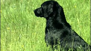 Le Labrador Retriever  Origine personnalité éducation santé hygiène choix du chiot [upl. by Nordine]