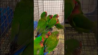 Watch till end for price  Lovebirds very cheap price  Sreerampur Pet Market birds lovebirds [upl. by Thomsen]