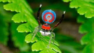 Peacock Spider 16 Maratus splendens [upl. by Charleton]