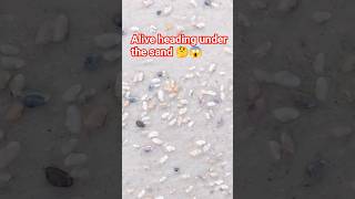 Alive heading under the sand 🤔😱 Alive clams  moving  under the sand ❤️like and subscribe ❤️ [upl. by Sone830]