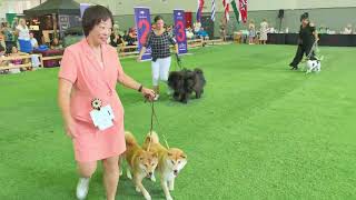 Dog show Leipzig on September 8 2024 Best In Show Couple Hoshi  Miko won 3rd place 💖 shiba [upl. by Meluhs]